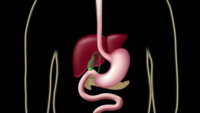 Animation of the digestive system showing the flow of digestive juices  produced by liver and the pancreas